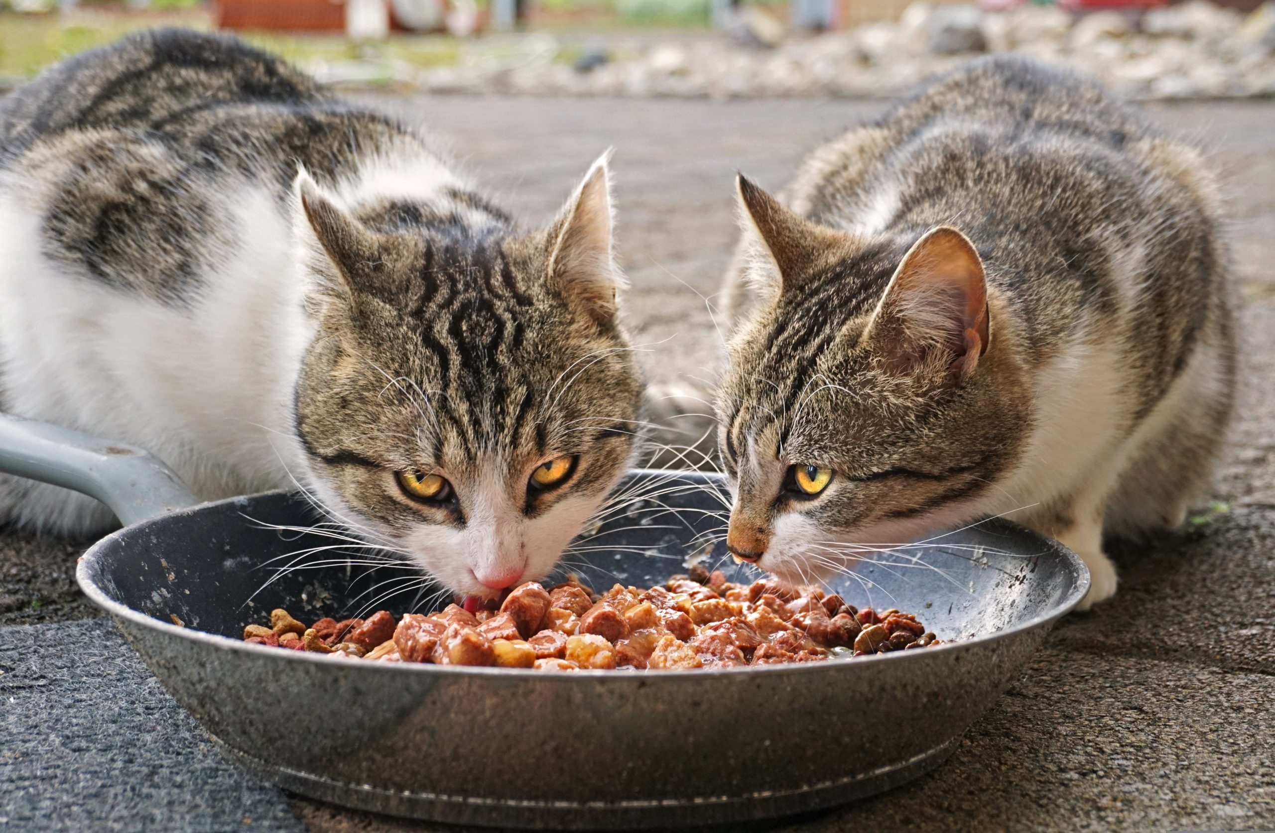 Futterautomat für zwei Katzen Test 2026